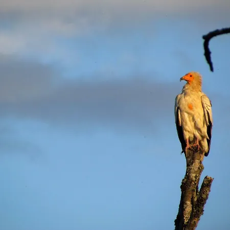 Alojamento de Acomodação e Pequeno-almoço De - Vue Pyrenees, & Pdj Inclus Llo